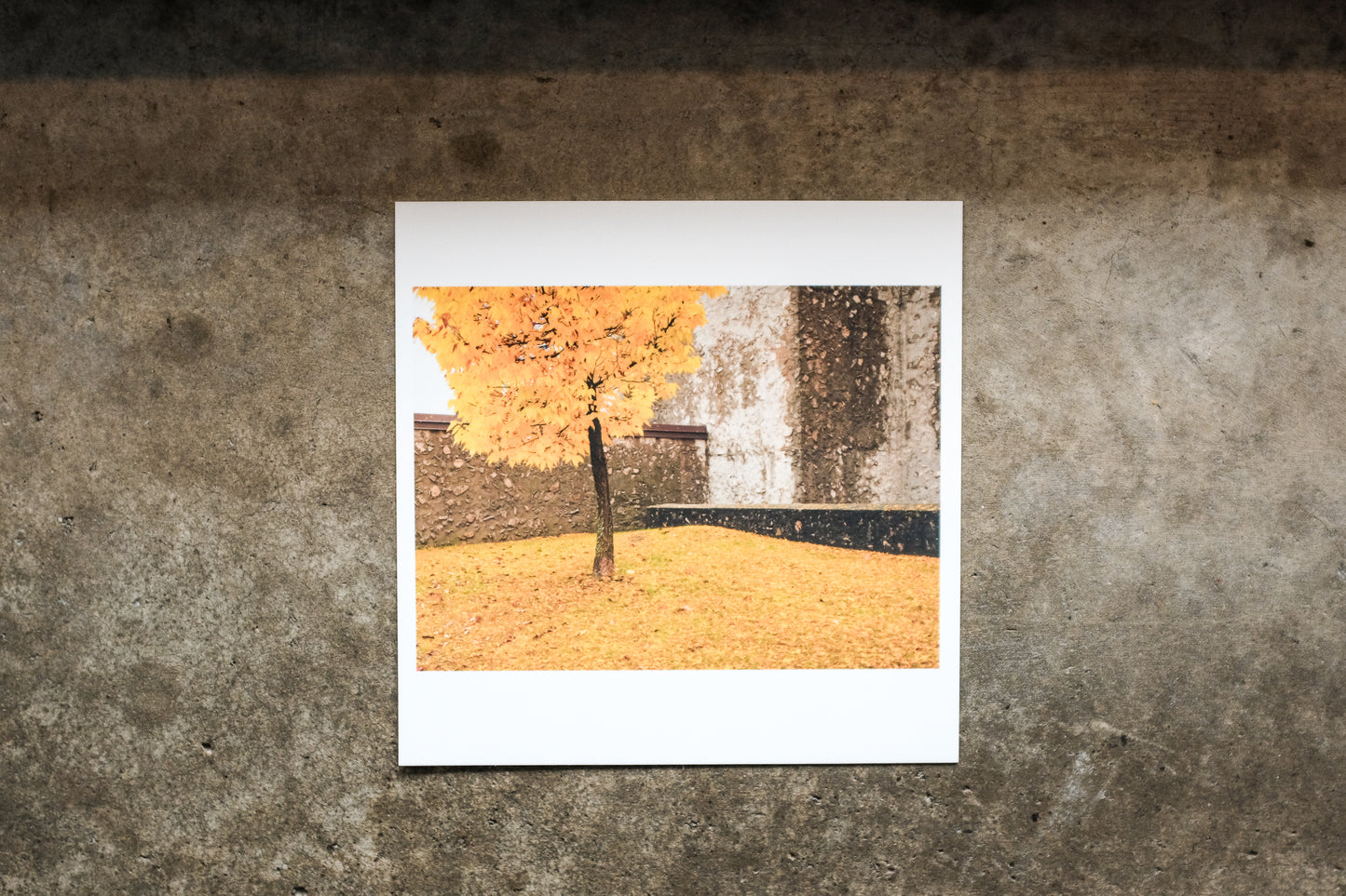 2024 - 12 of 23 - Champlain Yellow Leaves